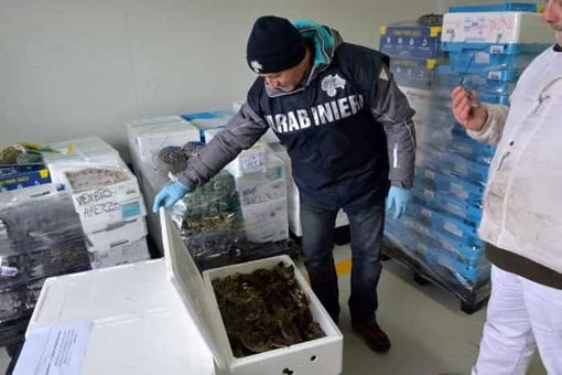 Vigevano: blitz dei Nas in un ristorante cinese sequestrati 850 kili di prodotti alimentari Vigevano: blitz dei Nas in un ristorante cinese sequestrati 850 kili di prodotti alimentari