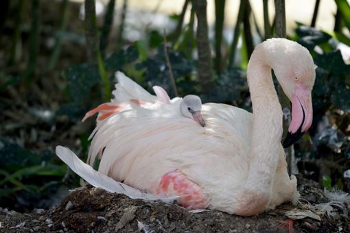 Al parco le Cornelle di Bergamo, il baby fenicottero rosa simbolo di speranza