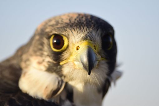 Piacenza: dominano i nostri cieli e saranno protagonisti anche a Petsfestival Piacenza: dominano i nostri cieli e saranno protagonisti anche a Petsfestival