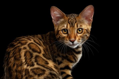 Piacenza: a Petsfestival c’è un’intera area che fa le “fusa”