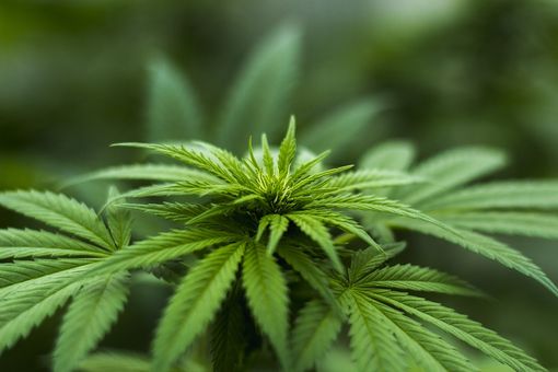 L'aumento dell'uso di CBD in Italia sta cambiando il panorama delle prescrizioni