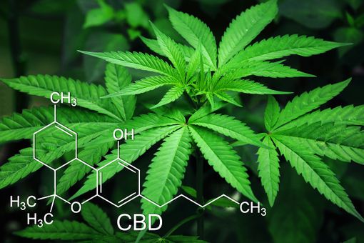 CBD: i motivi del boom online CBD: i motivi del boom online
