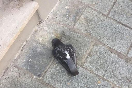 Mede: è mistero sulla morte di numerosi piccioni in città