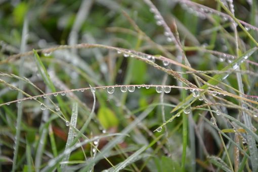La rugiada abbondante e le nebbie sono una caratteristica autunnale (foto P. Valisa - Centro Geofisico Prealpino) La rugiada abbondante e le nebbie sono una caratteristica autunnale (foto P. Valisa - Centro Geofisico Prealpino)