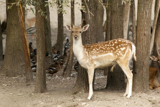Al Parco Ittico Paradiso la natura incontra la sicurezza per delle giornate immersi nel verde