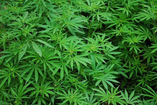 La vendita di cannabis legale dipenderà dai giudici e non dalla politica