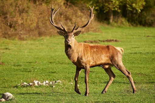 Legnano: cervo in autostrada, motociclista ferito Legnano: cervo in autostrada, motociclista ferito