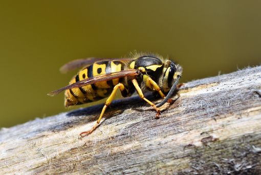 Disinfestazione vespe Disinfestazione vespe