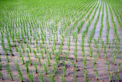 &quot;Niente guerra dell’acqua tra poveri a Novara e Pavia&quot;