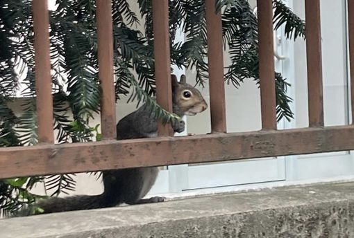 LA FOTO. Busto, quello scoiattolo pensieroso in città che riesce sempre a ispirare meraviglia LA FOTO. Busto, quello scoiattolo pensieroso in città che riesce sempre a ispirare meraviglia