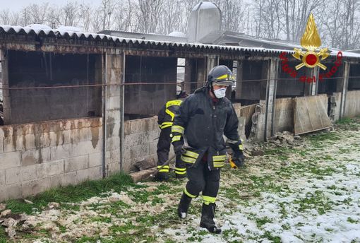 - VIDEO - Vigevano: crolla il tetto in un allevamento di maiali, soccorsi 400 capi