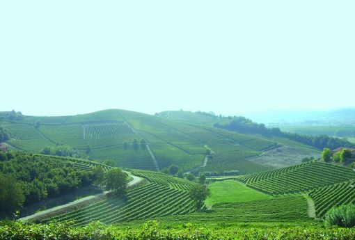“Domenica rosa in cascina” tra pigiatura con i piedi e pranzo nei vigneti “Domenica rosa in cascina” tra pigiatura con i piedi e pranzo nei vigneti