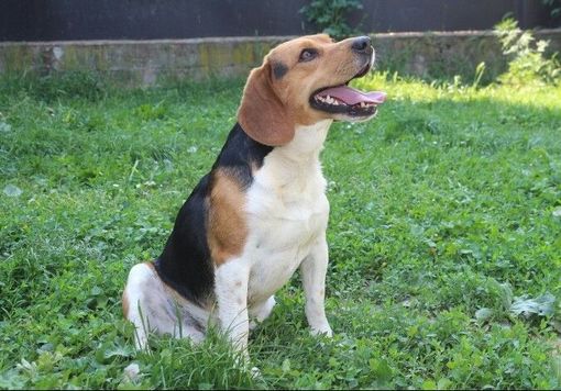 Ats Pavia, ampliati gli orari di apertura dello sportello anagrafe canina Ats Pavia, ampliati gli orari di apertura dello sportello anagrafe canina