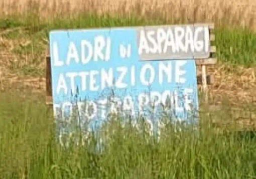Fototrappole contro i furti di asparagi tra Besate e Motta: ecco i cartelli che avvisano i ladri Fototrappole contro i furti di asparagi tra Besate e Motta: ecco i cartelli che avvisano i ladri