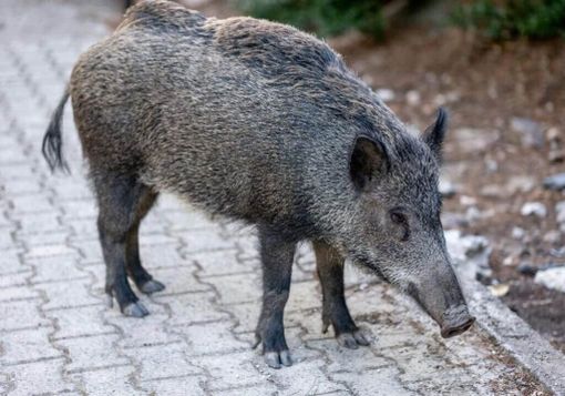 Confienza, investe un cinghiale: automobilista ferito dopo lo schianto Confienza, investe un cinghiale: automobilista ferito dopo lo schianto