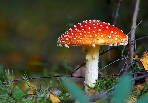 Lodi, muore dopo aver mangiato dei funghi Lodi, muore dopo aver mangiato dei funghi