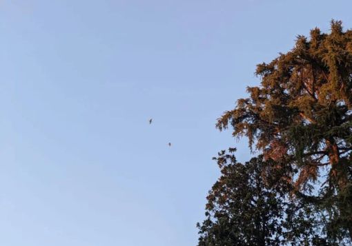 Magenta: in via Carlo Porta è arrivata una colonia di grossi volatili simili ad aironi… Magenta: in via Carlo Porta è arrivata una colonia di grossi volatili simili ad aironi…