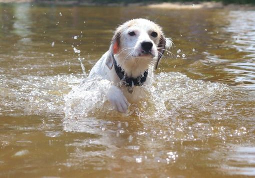 Dopo il maltempo, Lav salva 86 animali in Lombardia tra Pavia e Cremona Dopo il maltempo, Lav salva 86 animali in Lombardia tra Pavia e Cremona