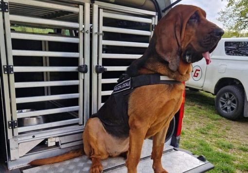 Trecate, operativo il cane molecolare Dikra della Polizia locale Trecate, operativo il cane molecolare Dikra della Polizia locale