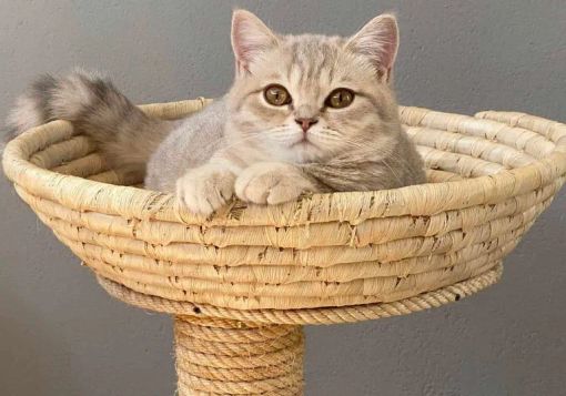 A Ozzero, dal 3 dicembre, il primo ‘relais per gatti’: nasce Casa Dolce Cosi A Ozzero, dal 3 dicembre, il primo ‘relais per gatti’: nasce Casa Dolce Cosi