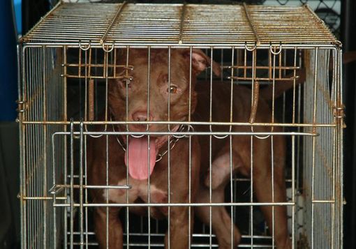 Bimba di due anni e mezzo ferita gravemente da un pitbull nel Milanese