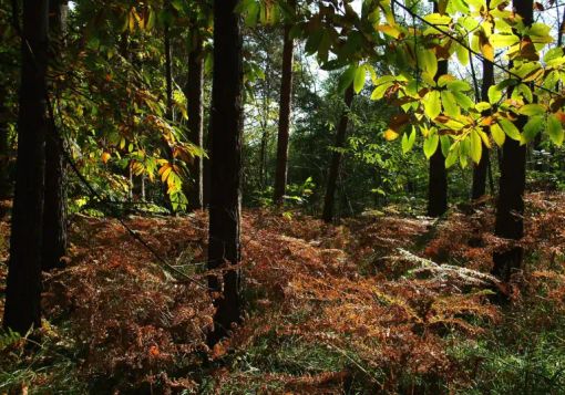 La quercia più resistente? E’ nel Parco del Ticino, a Motta Visconti