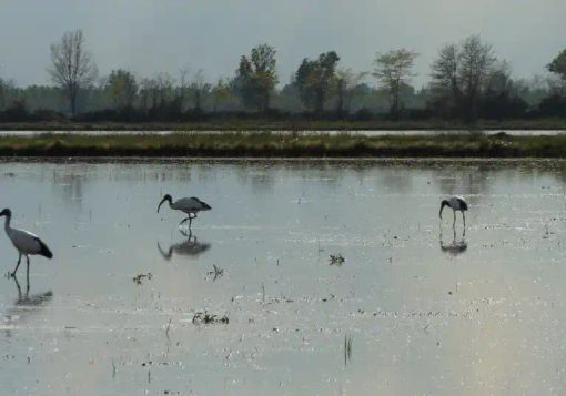 Lomellina: da oggi incontri sul Programma di Sviluppo Rurale