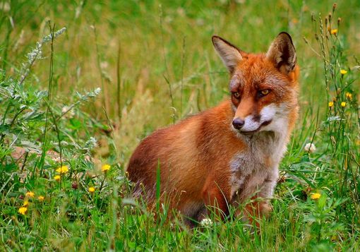 Volpe salvata e rimessa in libertà nel Parco delle Groane Volpe salvata e rimessa in libertà nel Parco delle Groane