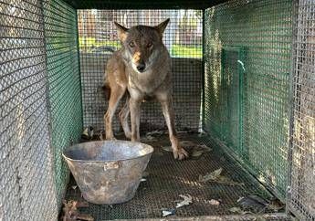 Traffico di droga a Foggia, trovato anche un lupo chiuso in gabbia -Video Traffico di droga a Foggia, trovato anche un lupo chiuso in gabbia -Video