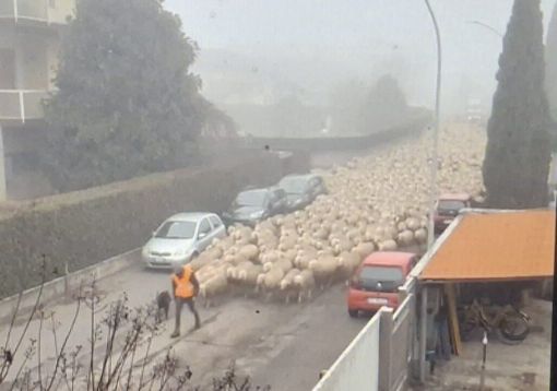 Magenta, una mattina in Val Padana tra nebbia e pecore: il piccolo miracolo rurale immortalato da Cascina Conta