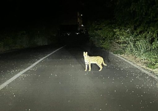 Recuperato a Garbagnate Milanese un esemplare di gattopardo africano Recuperato a Garbagnate Milanese un esemplare di gattopardo africano