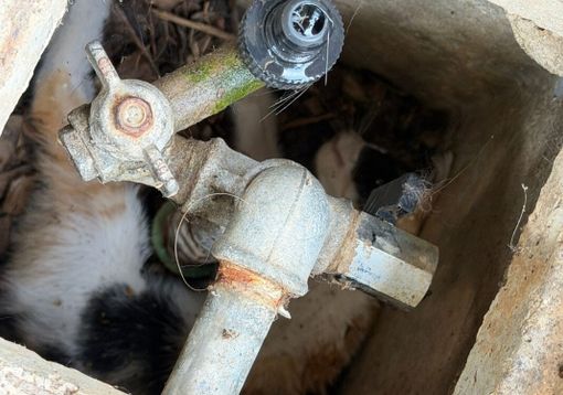 Marcallo con Casone, gattino intrappolato in un tombino: salvato dai Vigili del Fuoco volontari di Inveruno Marcallo con Casone, gattino intrappolato in un tombino: salvato dai Vigili del Fuoco volontari di Inveruno
