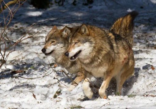 Ventuno branchi di lupi in Lombardia Ventuno branchi di lupi in Lombardia
