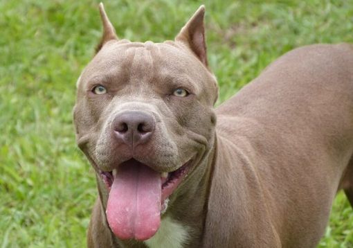 Borgo Vercelli, educatrice cinofila aggredita da pitbull Borgo Vercelli, educatrice cinofila aggredita da pitbull