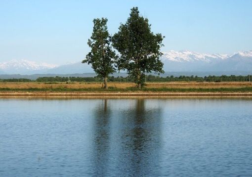 Zibido San Giacomo, cadavere trovato in una risaia dai carabinieri Zibido San Giacomo, cadavere trovato in una risaia dai carabinieri