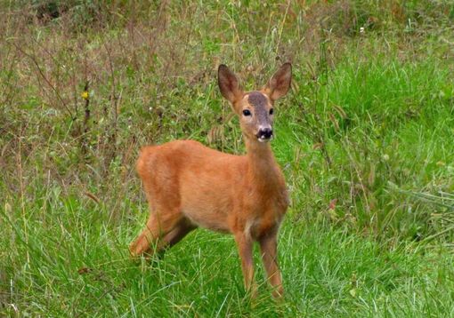 Binasco, gli agenti di Città Metropolitana salvano un capriolo Binasco, gli agenti di Città Metropolitana salvano un capriolo