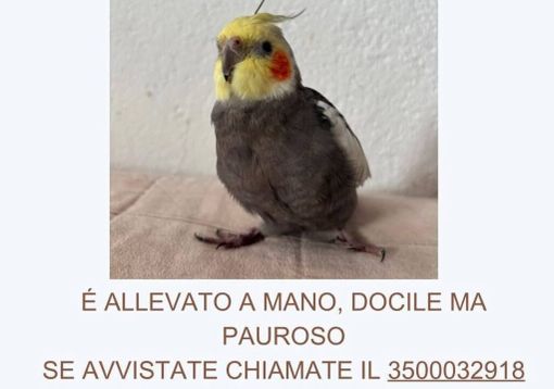 “Calopsita smarrita. Aiutateci a ritrovare Leo!”. Prevista anche una ricompensa