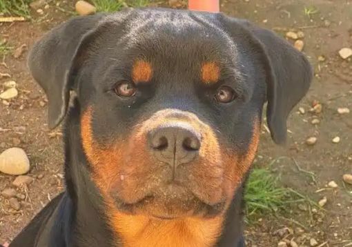 (foto Christian Sormani) (foto Christian Sormani)