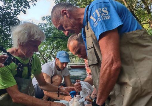 Cassolnovo, così nascono gli storioni del Ticino