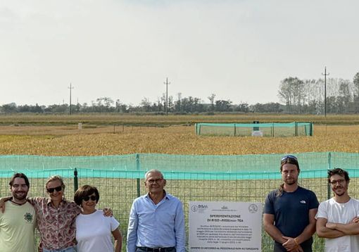 Castello D'Agogna, raccolto il primo riso ottenuto con le Tea