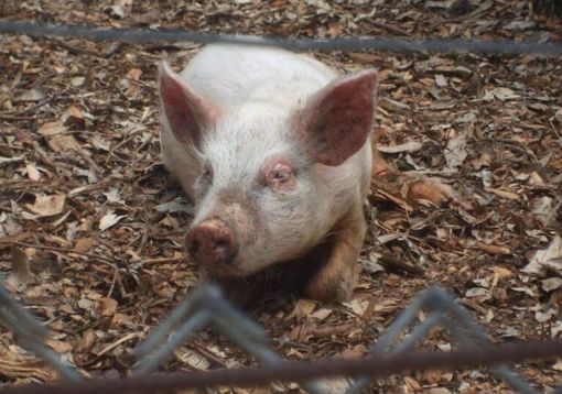 Peste suina, 3.9 milioni di indennizzi da Regione Lombardia Peste suina, 3.9 milioni di indennizzi da Regione Lombardia