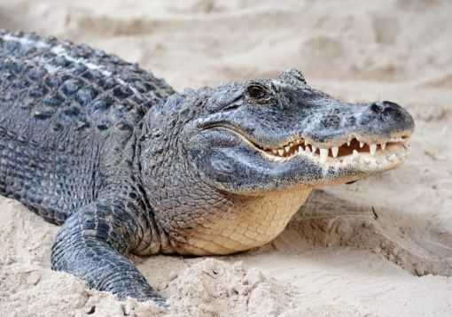 Cremona: pelle di coccodrillo da 2 metri sequestrata in negozio di arte