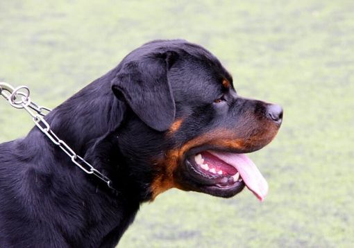 Milano, rapine con rottweiler: arrestati due minori Milano, rapine con rottweiler: arrestati due minori