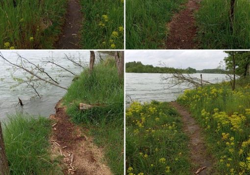 Sponde del Ticino erose tra la Fagiana e Boffalora: attenzione