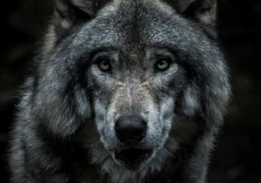 Lupo chi sei? Domenica pomeriggio, in Fagiana a Magenta Lupo chi sei? Domenica pomeriggio, in Fagiana a Magenta