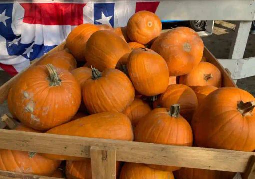 Pavia, al villaggio delle zucche fine settimana con castagne e vin brulè