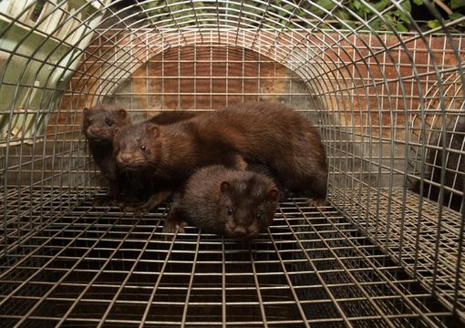 Coronavirus e visoni, la Lombardia chiede la dismissione degli allevamenti degli animali da pelliccia Coronavirus e visoni, la Lombardia chiede la dismissione degli allevamenti degli animali da pelliccia