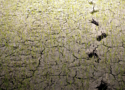 Siccità, scontro per l’acqua tra risicoltori novaresi e lomellini Siccità, scontro per l’acqua tra risicoltori novaresi e lomellini