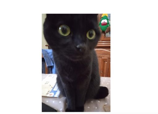 Ladri in casa, scompare il micio: «Aiutateci a trovare il nostro Merlino» Ladri in casa, scompare il micio: «Aiutateci a trovare il nostro Merlino»