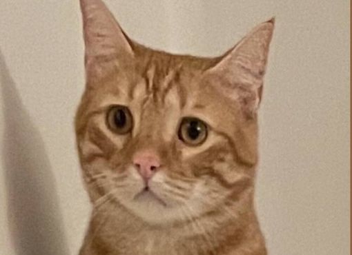 Il gatto Oreste è stato ritrovato